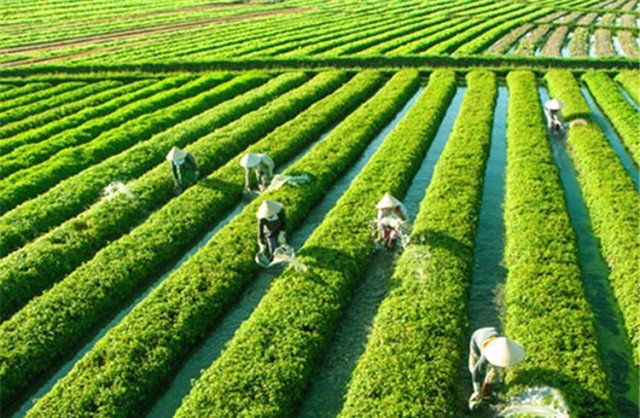 Bật mí cẩm nang du lịch làng rau Trà Quế từ A-Z