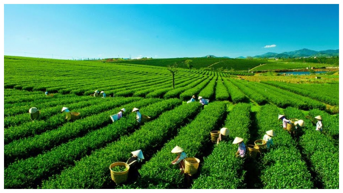 Tham quan và khám phá đồi chè tại Thái Nguyên xem có gì?