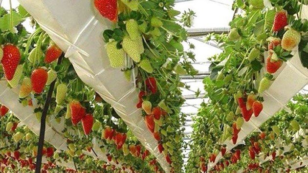 Top 11 vườn dâu Đà Lạt đẹp, thăm quan check in thả sức