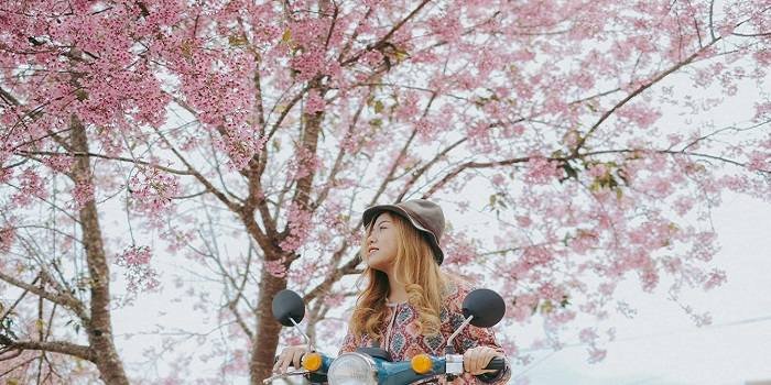 Mùa hoa anh đào Đà Lạt đang đến rất gần