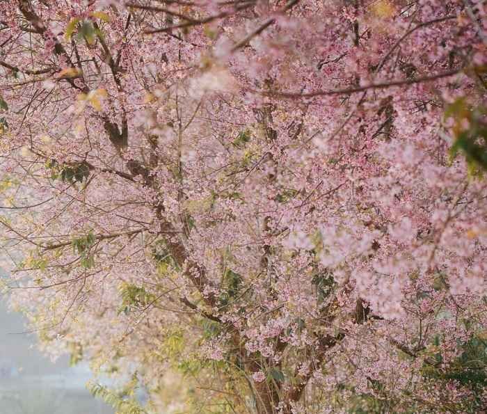 Mùa hoa anh đào Đà Lạt đang đến rất gần