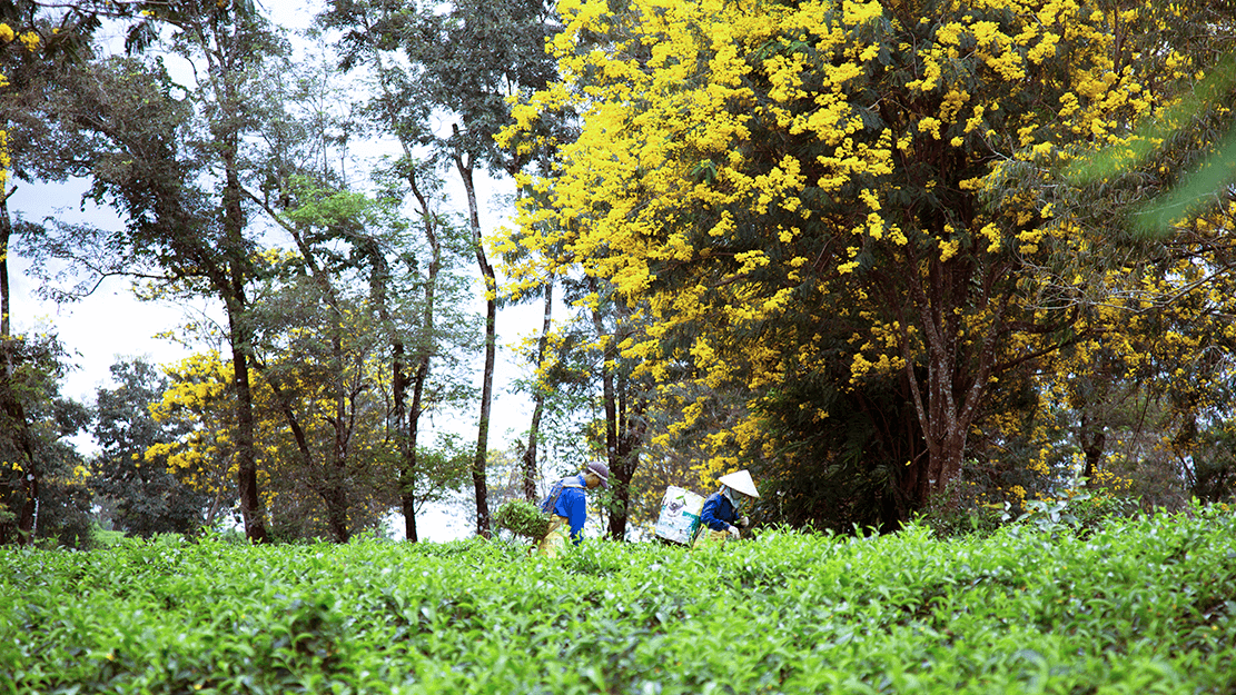 Biển hồ chè với không gian xanh ngát ngay tại Gia Lai
