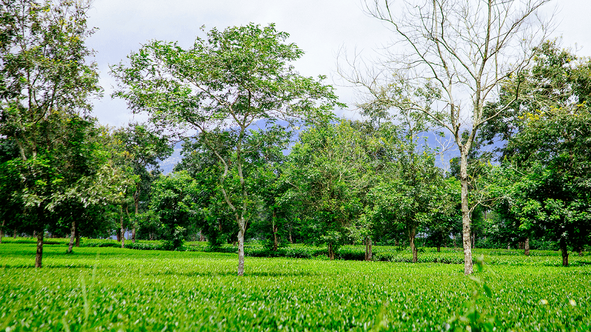 Biển hồ chè với không gian xanh ngát ngay tại Gia Lai