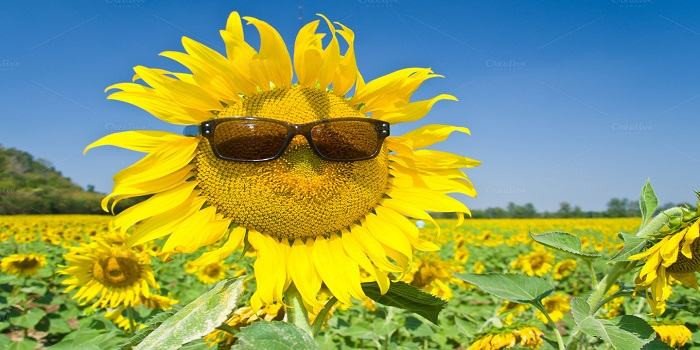 Cánh đồng hoa Hướng Dương Nghệ An khoe sắc