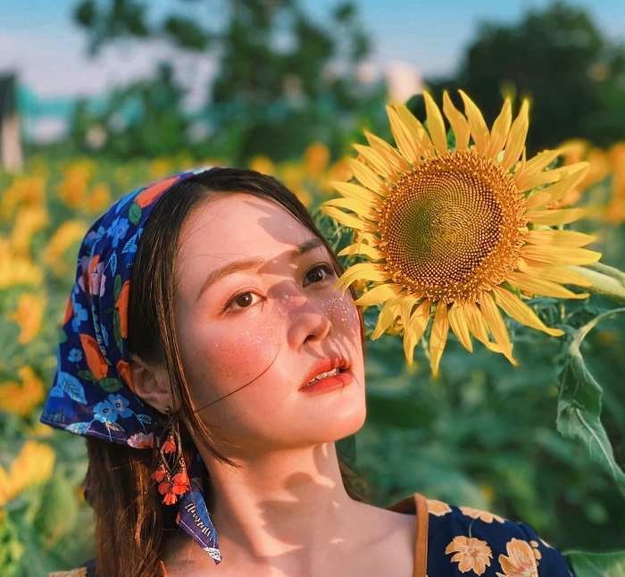 Cánh đồng hoa Hướng Dương Nghệ An khoe sắc