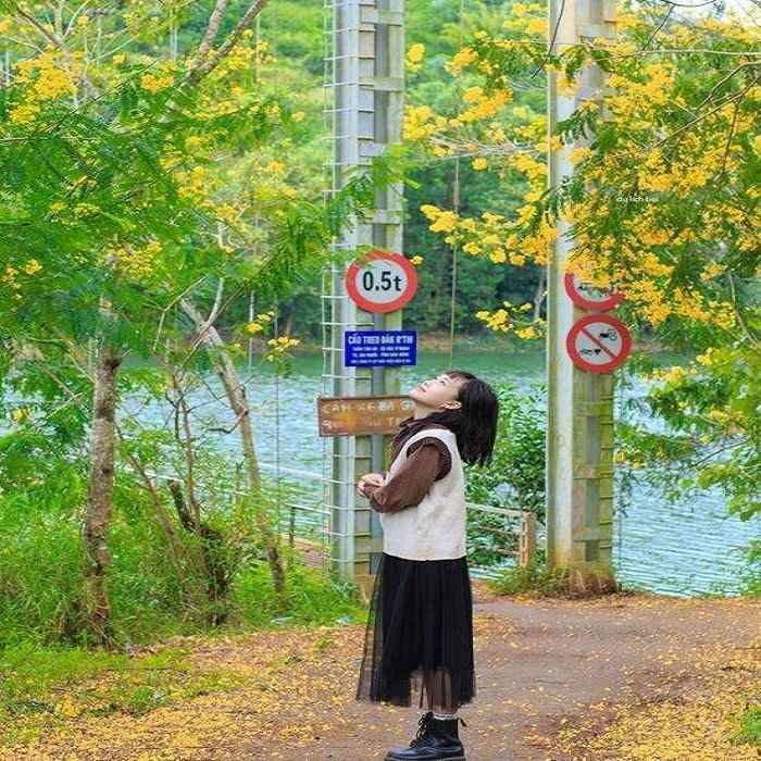 Cầu treo Đắk R’Moan – Tây Nguyên đón mùa hoa muồng vàng