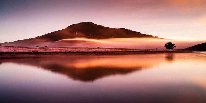 TOP những cây cô đơn checkin siêu HOT tại Đà Lạt