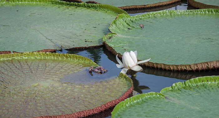 Chùa Phước Kiển - ngôi chùa với những lá sen lớn ở Đồng Tháp