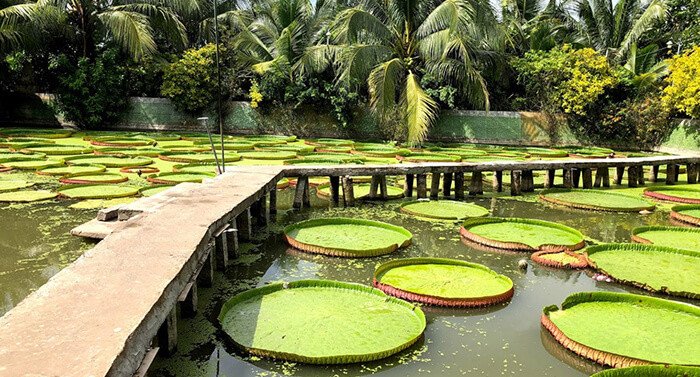 Chùa Phước Kiển - ngôi chùa với những lá sen lớn ở Đồng Tháp