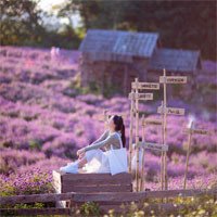 Khám phá vườn hoa bách nhật: Điểm check in mới toanh cho người mê sống ảo ở Hà Nội