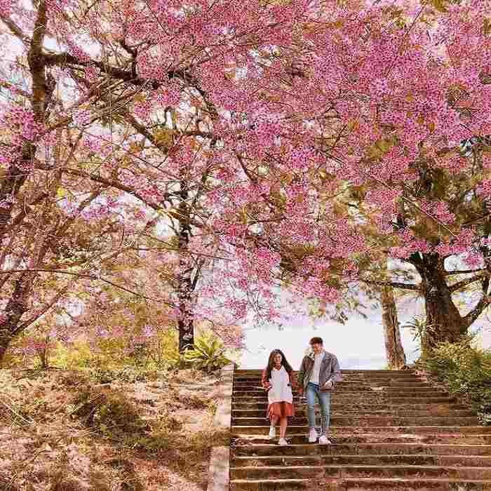 +05 Cung đường ngắm hoa Mai Anh Đào HOT nhất tại Đà Lạt