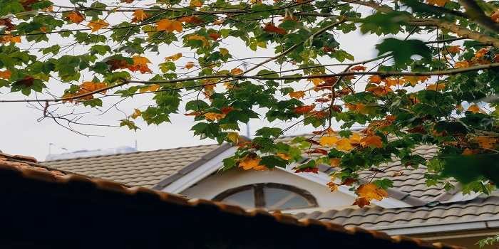 Đà Lạt mùa lá phong đứng đâu cũng thấy đẹp