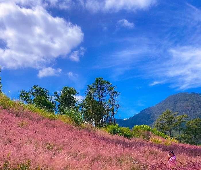 Đà Lạt vào mùa cỏ đuôi chồn rực rỡ