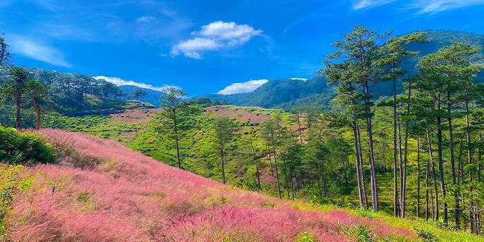Đà Lạt vào mùa cỏ đuôi chồn rực rỡ