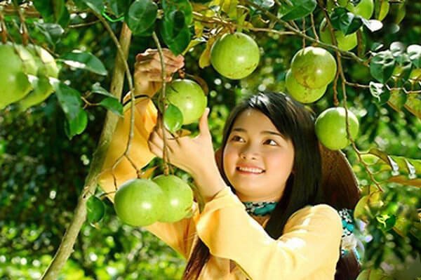 Nhanh chân trải nghiệm vườn trái cây Vĩnh Kim độ vào mùa