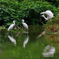 Kinh nghiệm du lịch Đảo Cò Chi Lăng: Địa điểm dã ngoại lý tưởng