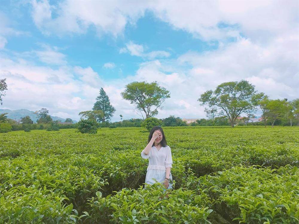 Tổng hợp kinh nghiệm khám phá đồi chè trái tim tại Mộc Châu 2022