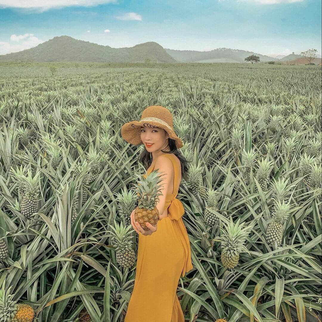 Hóa thân thành những bác nông dân chăm chỉ tại đồi dứa Bắc Giang