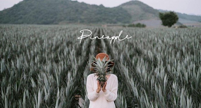 Đồi dứa Tam Điệp - Địa điểm sống ảo bạn không nên bỏ lỡ