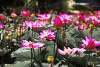 Về Đồng Tháp ngắm vẻ đẹp say đắm của sen nở