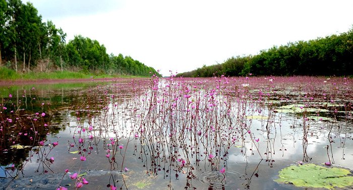 Khám phá khu du lịch Đồng Sen Sen Đồng Tháp chi tiết nhất dành cho bạn