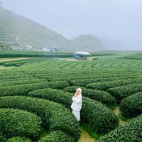 Lịch trình du lịch Mộc Châu 2N1Đ: Ngắm mận nở an yên giữa núi rừng