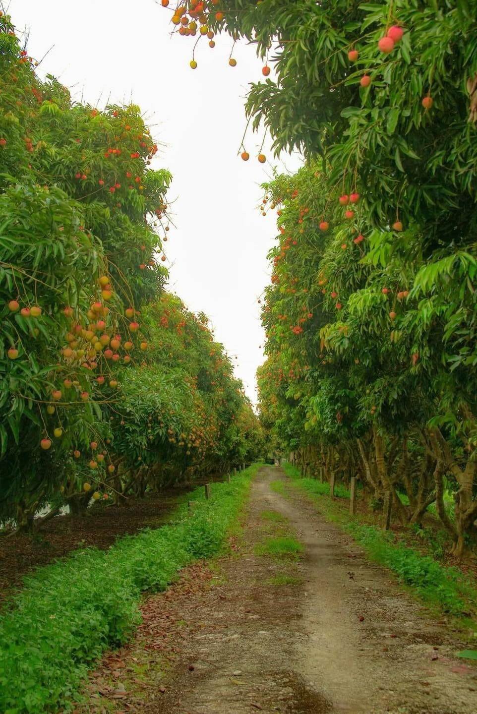 Du lịch tháng 6 đừng bỏ lỡ mùa vải thiều Lục Ngạn Bắc Giang