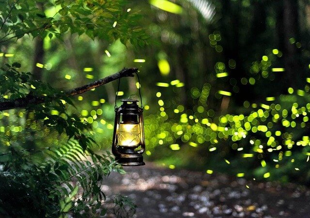 Kinh nghiệm khám phá vũ điệu ánh sáng đom đóm Ninh Bình 2022