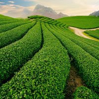 Kinh nghiệm du lịch Sơn La cho người mới đi lần đầu