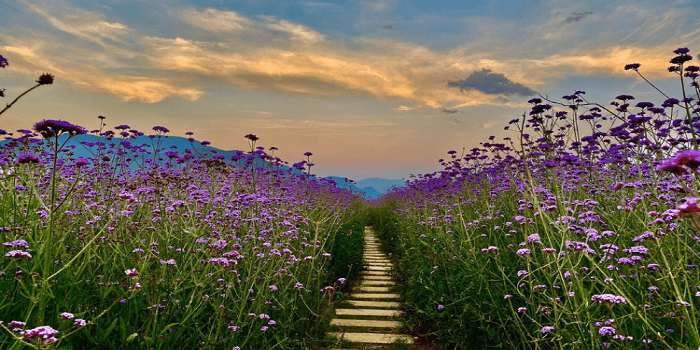 Ghé Miền Viên Thảo – Vườn hoa cực kỳ hút khách tại Quảng Trị