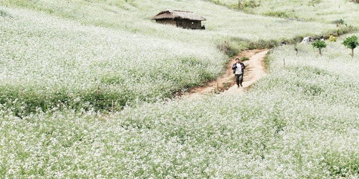 Kinh nghiệm đi mộc châu tháng 11: Ngắm hoa cải trắng nở đẹp nhất trong năm