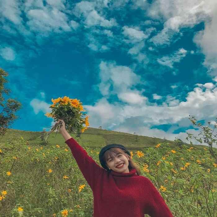 Hoa dã quỳ đã nở rộ trên đỉnh Chư Đăng Ya – Gia Lai