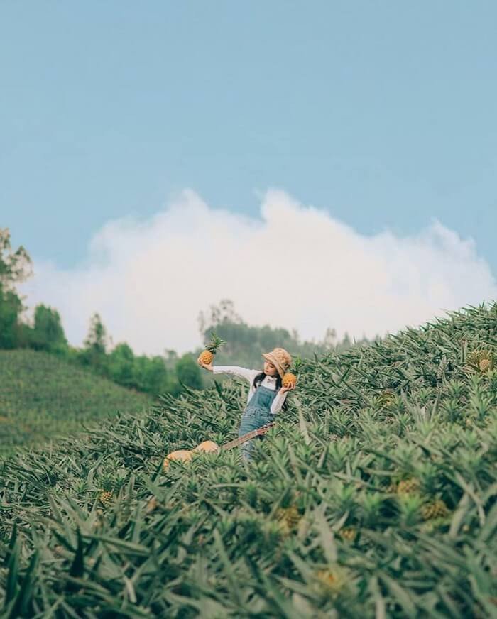 Hóa thân thành những bác nông dân chăm chỉ tại đồi dứa Bắc Giang