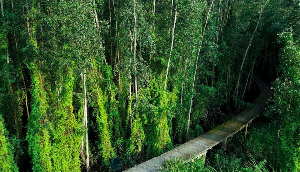 Khám phá Làng nổi Tân Lập - Check-in “đường xuyên rừng tràm đẹp nhất Việt Nam”