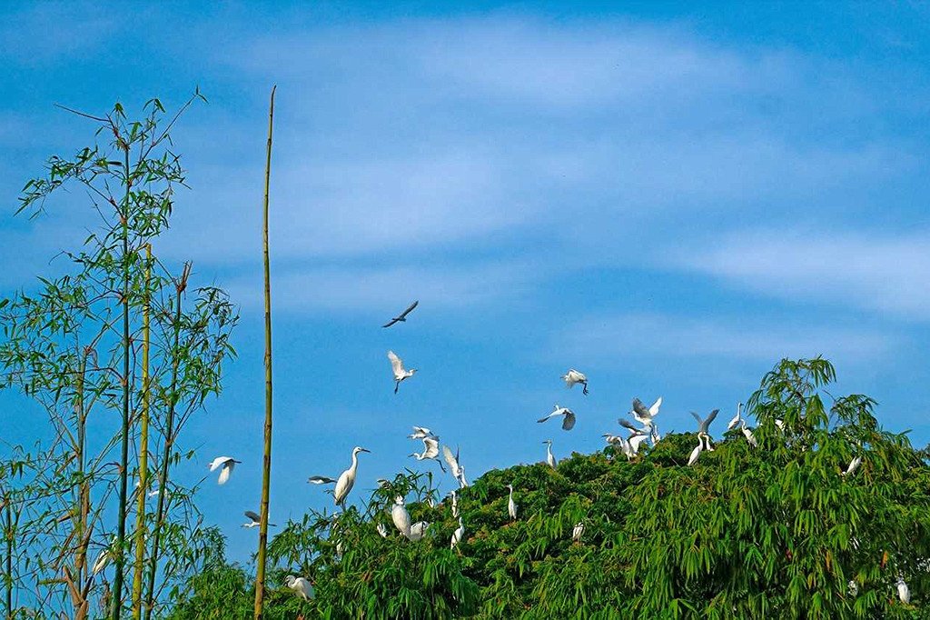 Khám phá Vườn cò Bằng Lăng Cần Thơ điểm du lịch chân phương, mộc mạc