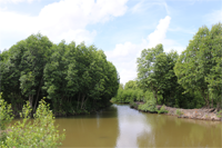 Khung cảnh sông nước hữu tình tại rừng ngập mặn Cà Mau