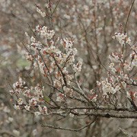 Du lịch Mộc Châu