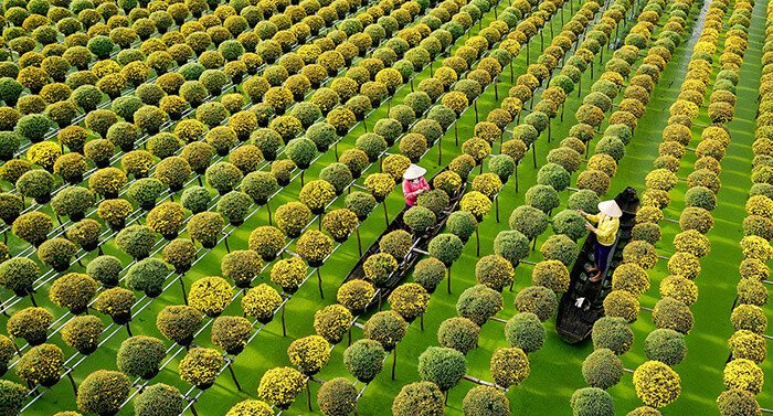 Du lịch làng hoa Sa Đéc - làng hoa lớn bậc nhất tại Đồng Tháp