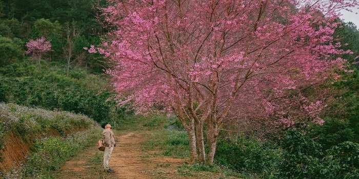 +05 Cung đường ngắm hoa Mai Anh Đào HOT nhất tại Đà Lạt