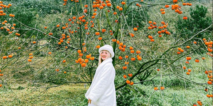 Lịch trình du lịch Mộc Châu 2N1Đ: Ngắm mận nở an yên giữa núi rừng