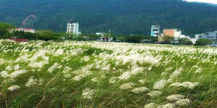 Cỏ lau Đà Nẵng đã vào mùa – Checkin ngay kẻo lỡ