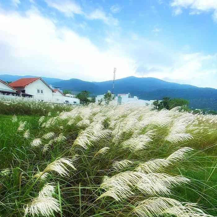 Cỏ lau Đà Nẵng đã vào mùa – Checkin ngay kẻo lỡ