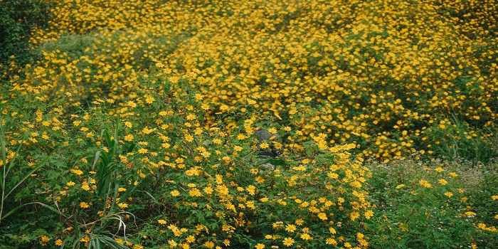 Hoa dã quỳ đã vào mùa – Hãy rủ bạn bè vi vu Đà Lạt thôi nào