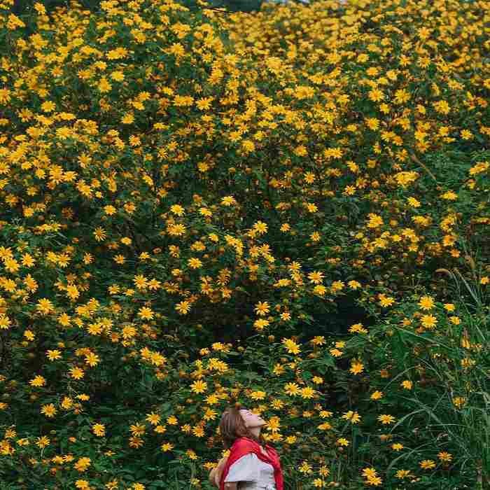 Hoa dã quỳ đã vào mùa – Hãy rủ bạn bè vi vu Đà Lạt thôi nào