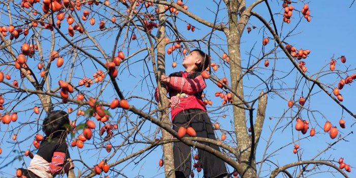 Review mùa hồng chín Mộc Châu - Top địa điểm sống ảo không thể bỏ lỡ tháng 10 này