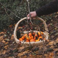 Review mùa hồng chín Mộc Châu - Top địa điểm sống ảo không thể bỏ lỡ tháng 10 này