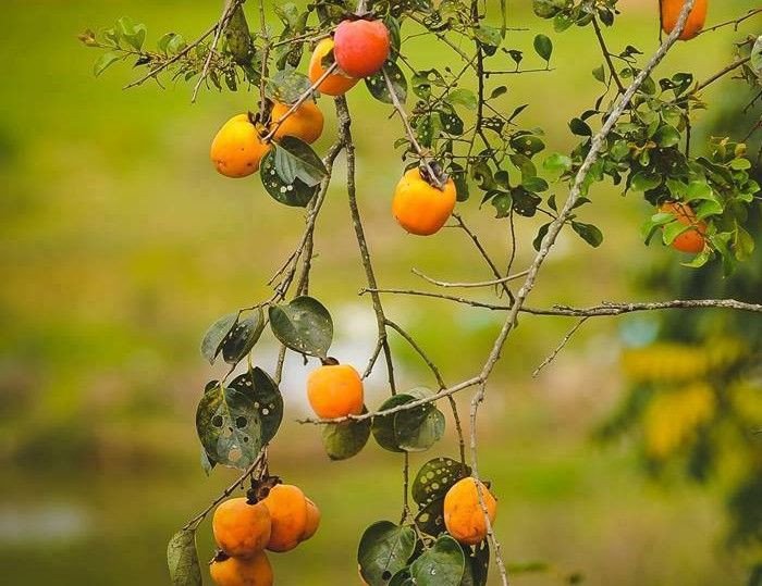 Khởi động mùa hồng Đà Lạt năm 2022 – Say lòng nét quyến rũ mùa thu