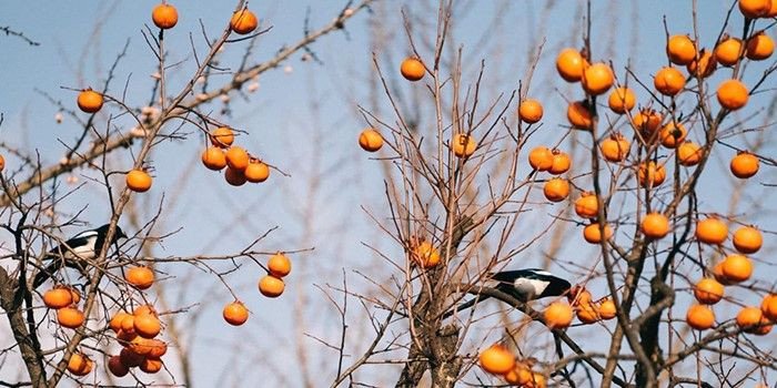 Khởi động mùa hồng Đà Lạt năm 2022 – Say lòng nét quyến rũ mùa thu