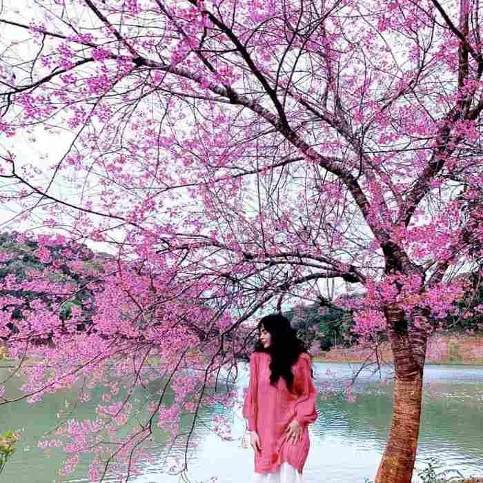 Mùa mai anh đào sắp nở rộ tại Măng Đen