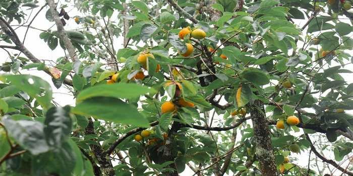 NEAR – Cà phê Đà Lạt mời khách ăn hồng Tháng 10